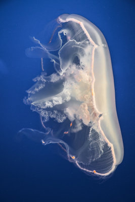 Jellyfish-16.jpg