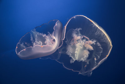 Jellyfish-17.jpg