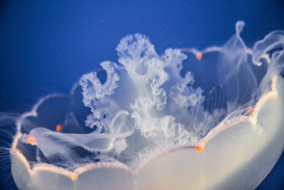 Jellyfish-18.jpg
