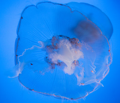 Jellyfish-19.jpg