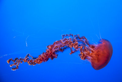 Jellyfish-20.jpg