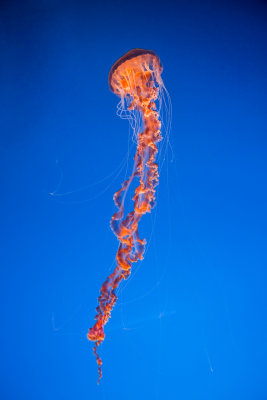 Jellyfish-21.jpg