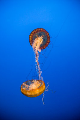 Jellyfish-22.jpg