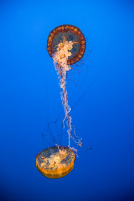 Jellyfish-23.jpg
