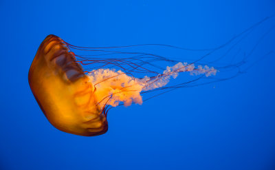 Jellyfish-24.jpg