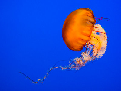 Jellyfish-25.jpg