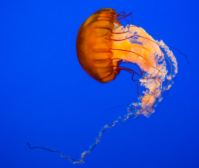 Jellyfish-26.jpg