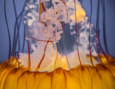 Jellyfish-27.jpg