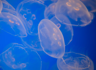 Jellyfish-28.jpg
