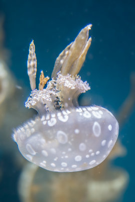 Jellyfish-29.jpg