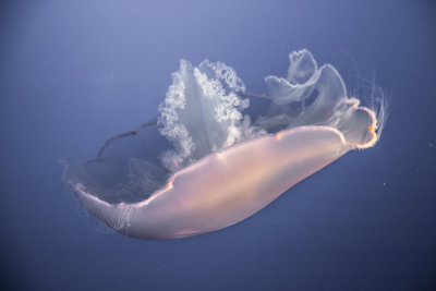 Jellyfish-3.jpg