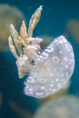 Jellyfish-30.jpg