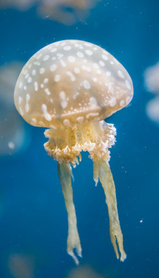 Jellyfish-31.jpg