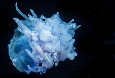 Jellyfish-34.jpg