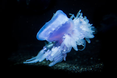 Jellyfish-35.jpg