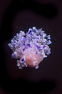 Jellyfish-37.jpg