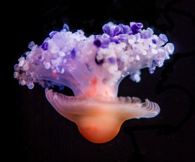 Jellyfish-38.jpg