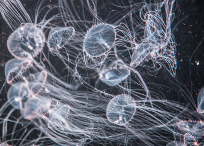 Jellyfish-39.jpg
