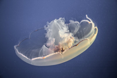 Jellyfish-4.jpg
