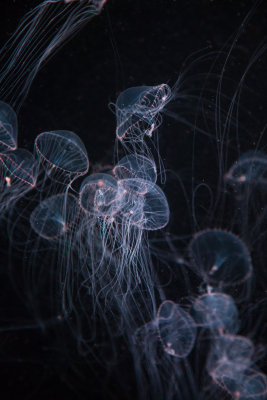 Jellyfish-40.jpg