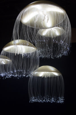Jellyfish-41.jpg