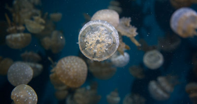 Jellyfish-42.jpg