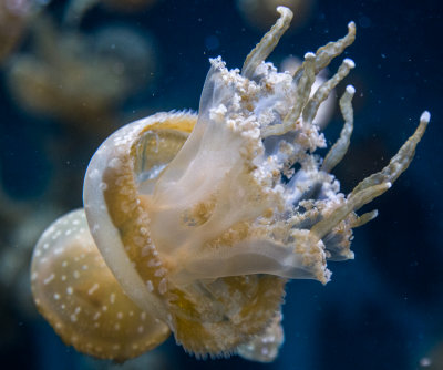 Jellyfish-43.jpg