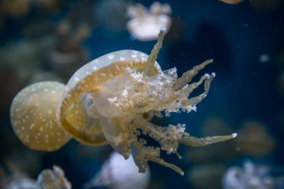 Jellyfish-44.jpg