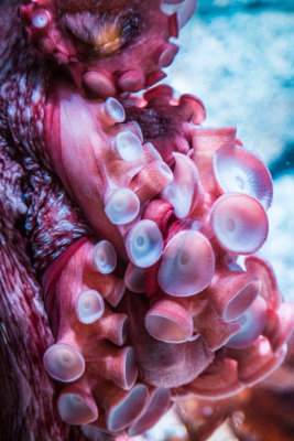 Jellyfish-46.jpg