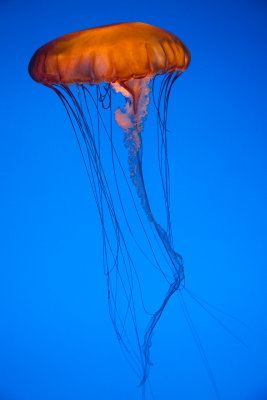 Jellyfish-6.jpg