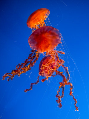 Jellyfish-64.jpg