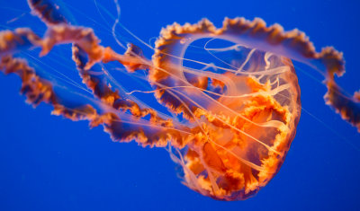 Jellyfish-65.jpg