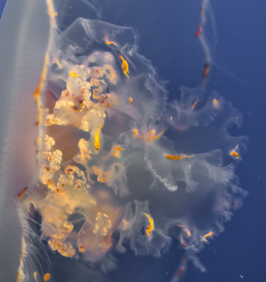 Jellyfish-66.jpg
