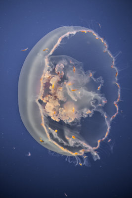 Jellyfish-67.jpg