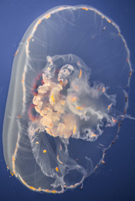 Jellyfish-68.jpg