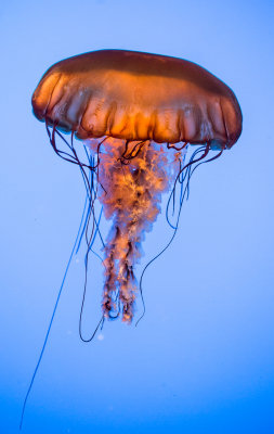 Jellyfish-69.jpg