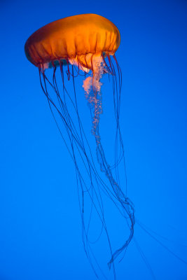 Jellyfish-7.jpg