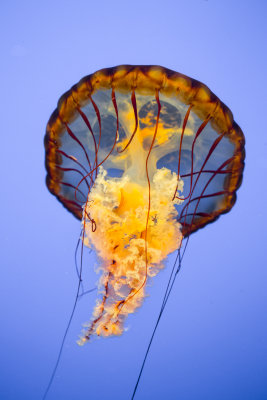 Jellyfish-70.jpg