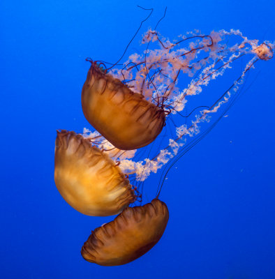 Jellyfish-71.jpg