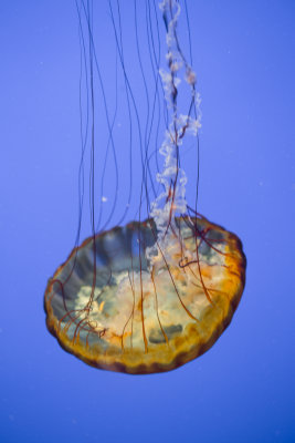Jellyfish-72.jpg