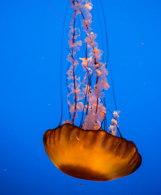 Jellyfish-73.jpg