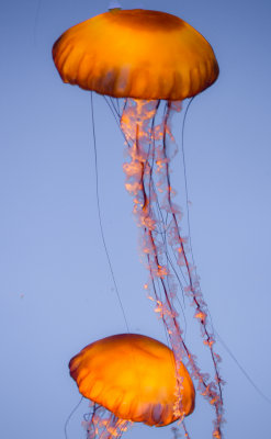 Jellyfish-74.jpg