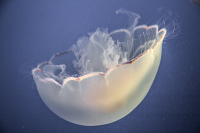 Jellyfish-75.jpg