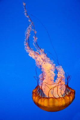 Jellyfish-76.jpg