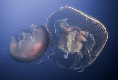 Jellyfish-77.jpg