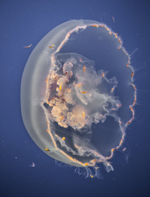 Jellyfish-78.jpg