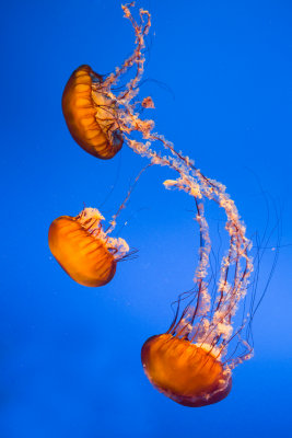 Jellyfish-79.jpg
