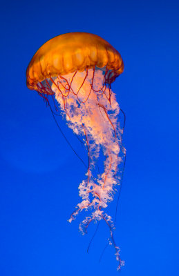 Jellyfish-8.jpg