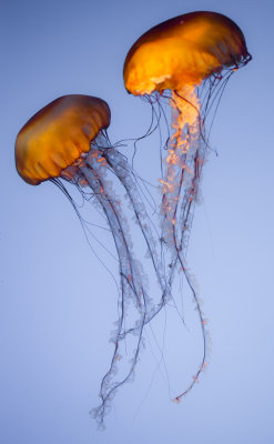 Jellyfish-80.jpg