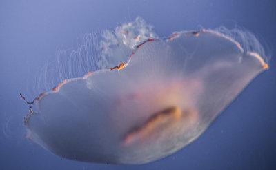 Jellyfish-81.jpg